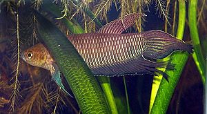 Betta simorum male1.jpg