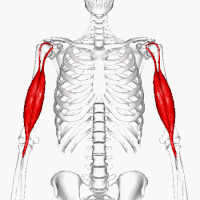 Biceps brachii muscle - animation01.gif