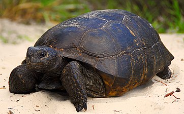 Gopher tortoise (Gopherus polyphemus) from Volusia County, Florida (14 September 2008)