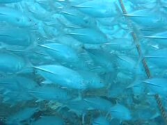 Large school of Bigeye trevally