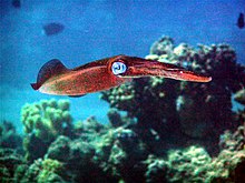 A bigfin reef squid among corals in the Red Sea of Egypt Bigfin Reef Squid 2.jpg