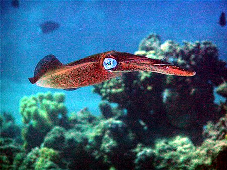 ไฟล์:Bigfin_Reef_Squid_2.jpg