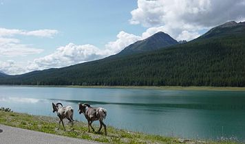 Medicine Lake