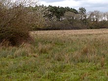 Part of the marsh area Bishop Monkton Ings 7 March 2020 (22).JPG