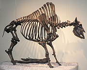 Bison antiquus.