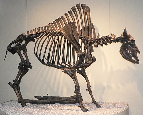 Виды скелетов животных. Мастодонт анатомия. Скелет мастодонта. Скелеты животных. Скелеты вымерших животных.