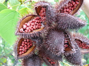 The red fruits of the achiote plant (Bixa orellana) were widely used as paint; for textiles, rock art and tattoos