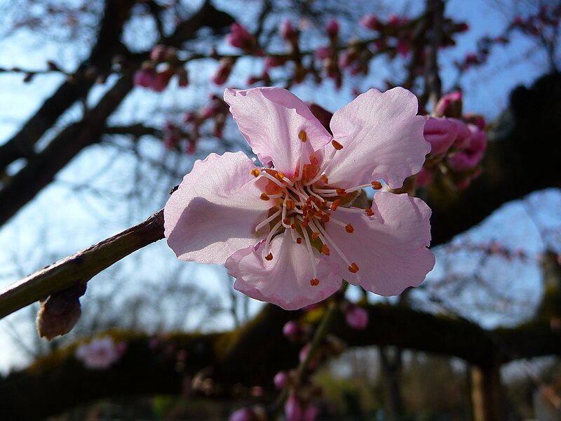 File:Blüte der echten Mandel Kulturmandel.JPG