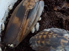 Blaberus giganteus - hatching Blaberus giganteus hatching.jpg