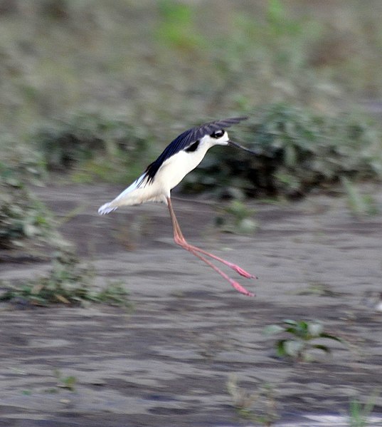 File:Black-necked Stilt (6900672222).jpg