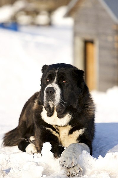 File:Black and white dog on snow.jpg