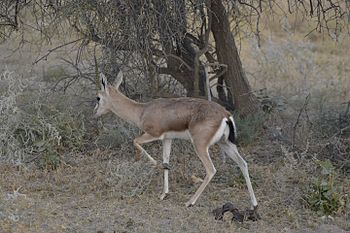 Black buck 2.jpg