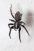 Black house spider.jpg
