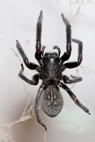 <span class="mw-page-title-main">Black house spider</span> Species of spider