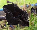 פטוניה שחורה. הצמח הוא תוצר מלאכותי של השבחה, עד לקבלת גוון סגול-עמוק שנראה כשחור