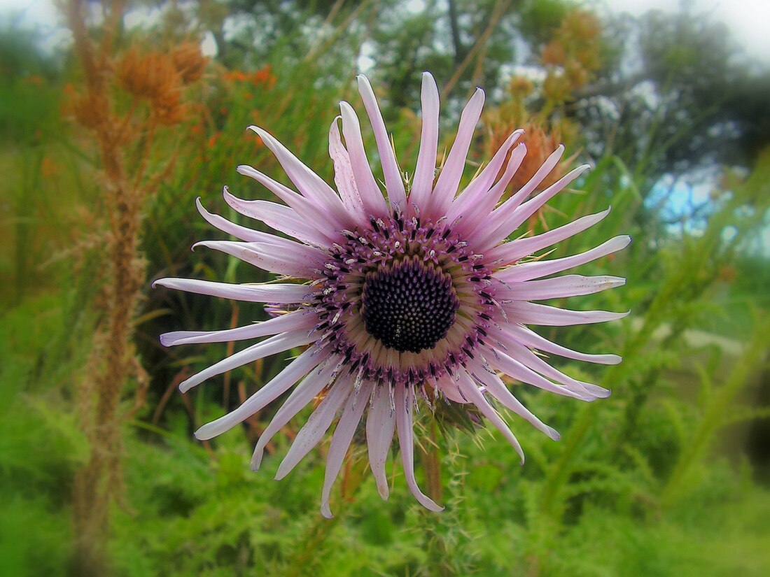 Berkheya purpurea