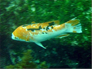 <i>Bodianus eclancheri</i> Species of fish