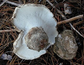 <i>Boletopsis grisea</i> Species of fungus