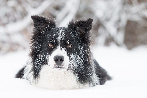 Border Collie Wikiwand