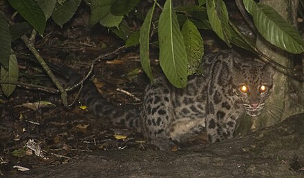 Macan dahan sunda - Wikipedia bahasa Indonesia, ensiklopedia bebas