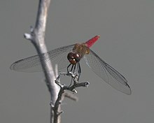 Red-tailed pennant, Brachymesia furcata Brachymesia furcata P1010129a.jpg