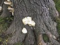 Bracket Fungi Sauganash Chicago Illinois Aug-Sept 20211 2.jpg