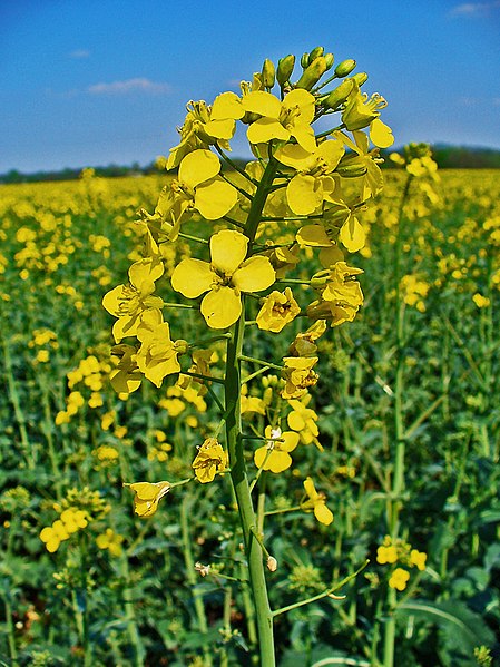 File:Brassica napus 002.JPG