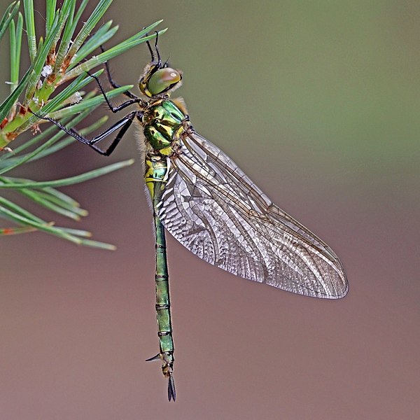 File:Brilliant emerald (Somatochlora metallica) teneral female 3.jpg