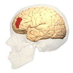 Lateral view.