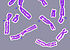 Pęknięcia chromosomów w wyniku uszkodzenia DNA