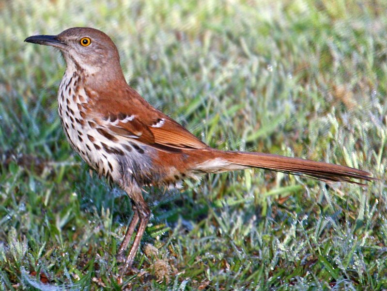 File:Brown Trasher (Toxostoma rufum) RWD1.jpg