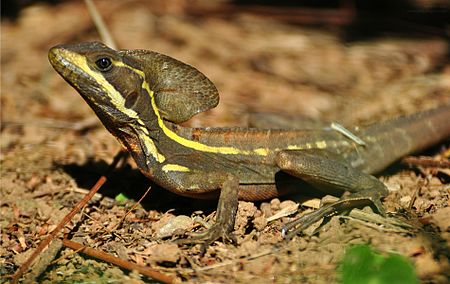 Basiliscus vittatus