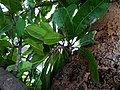 Listy Buchanania axillaris
