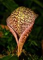 Bulbophyllum arfakianum