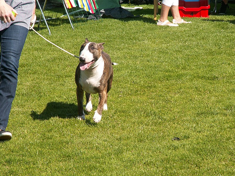 File:Bullterrier (3665670861).jpg