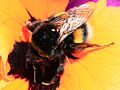 Bumblebee (5624623939).jpg
