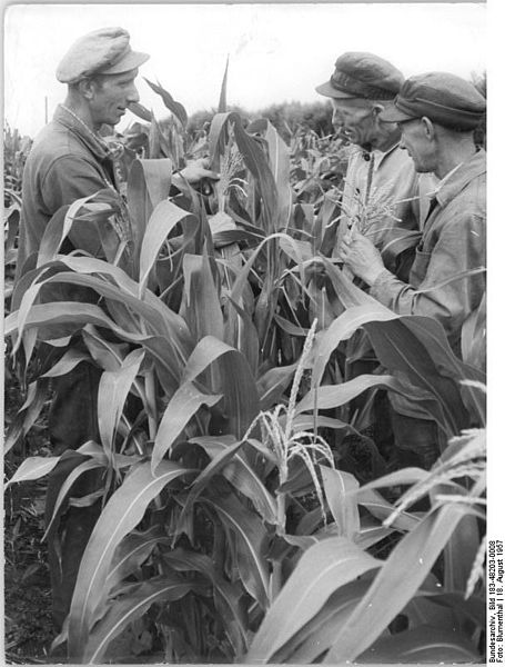 File:Bundesarchiv Bild 183-48203-0008, LPG Seebach, Begutachtung von Maispflanzen.jpg