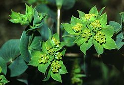 Bupleurum rotundifolium3 eF.jpg