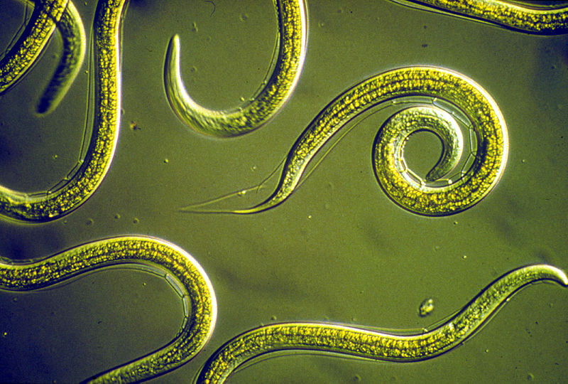 File:CSIRO ScienceImage 2818 Group of Nematodes.jpg