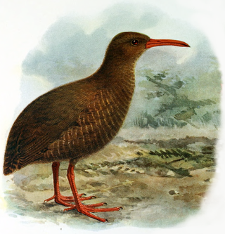 <i>Cabalus</i> Genus of birds