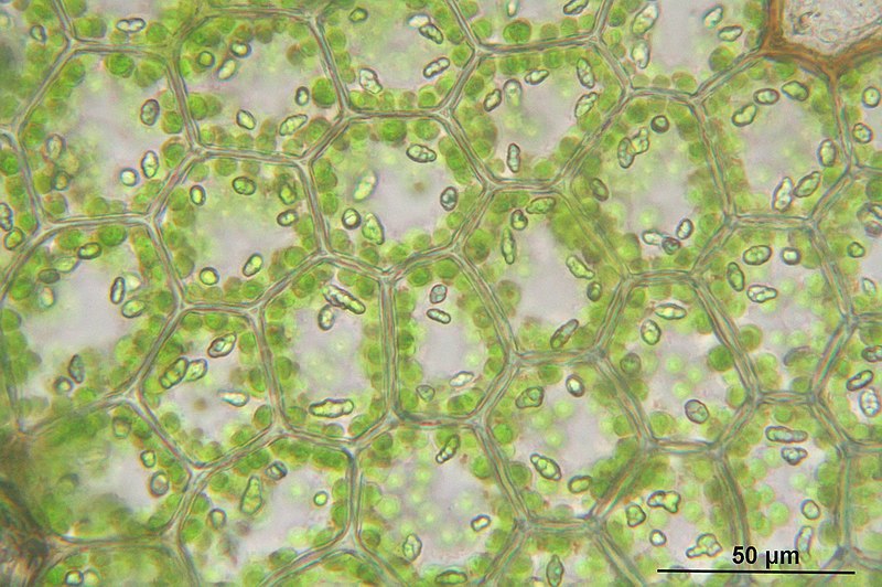 File:Calypogeia muelleriana (b, 144823-474711) 6687.JPG