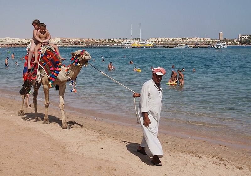 File:Camel on the beach 2.jpg