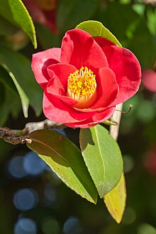 Camellia japonica - Wikipedia, la enciclopedia libre