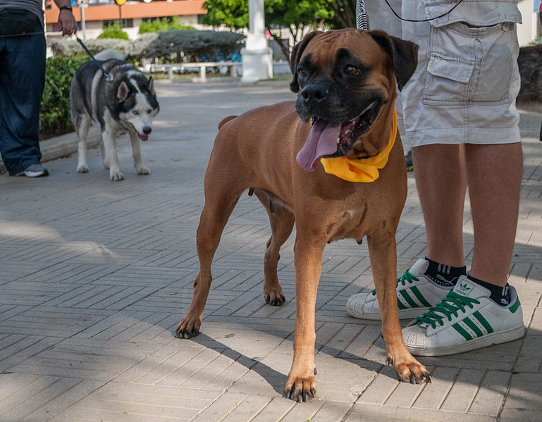 File:Caminata por los perros y animales Maracaibo 2012 (18).jpg