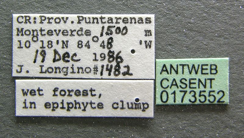 File:Camponotus cuneidorsus casent0173552 label 1.jpg