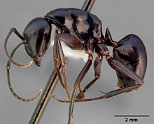 Camponotus quercicola casent0005349 профиль 1.jpg
