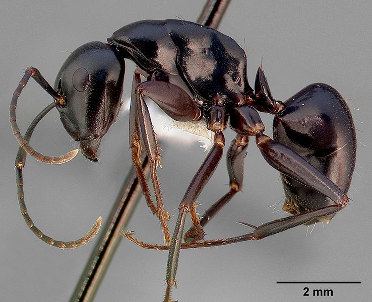 File:Camponotus quercicola casent0005349 profile 1.jpg