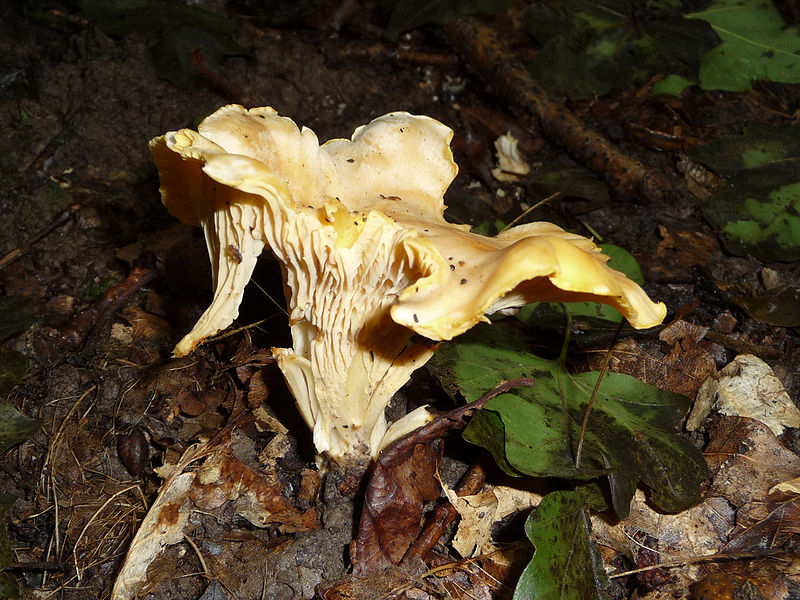 File:Cantharellus cibarius 2009 G2.jpg