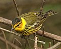 Thumbnail for File:Cape May Warbler 2.jpg