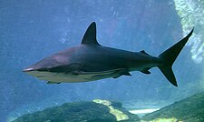 A sötétcápa (Carcharhinus obscurus) habitusa